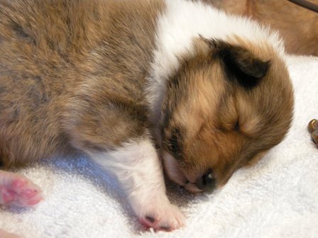 Sable & White Female B - 2+ week old